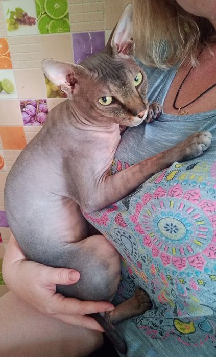 Канадский сфинкс вязка