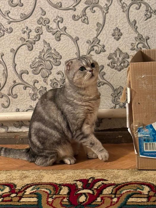 Шотландская вислоухая кошка