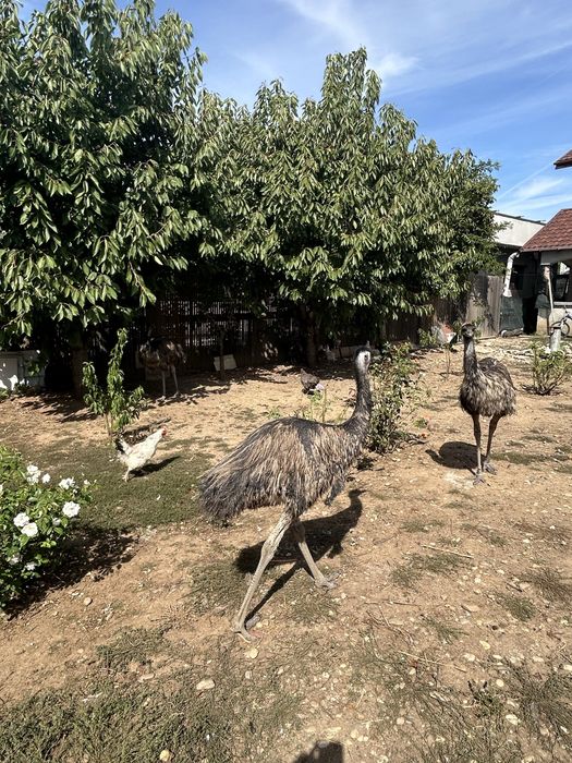 Păsări Emu de vânzare