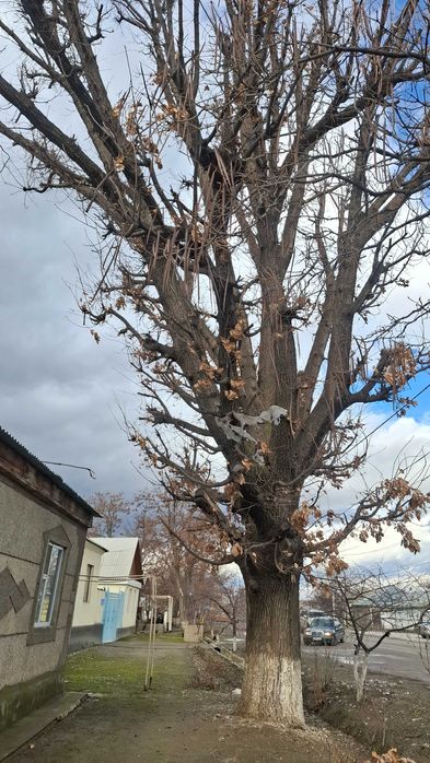 Живой дуб на материалы