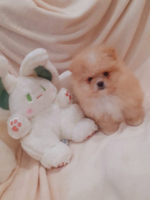 Продам щенков шпица.