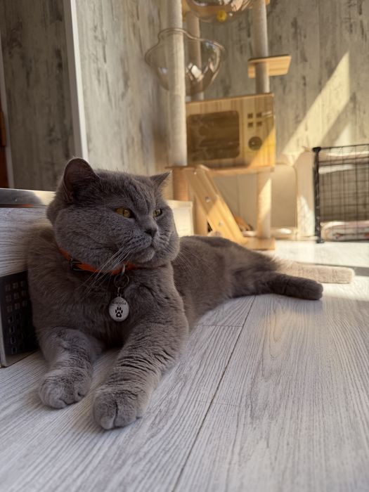 Скотиш Фолд котята