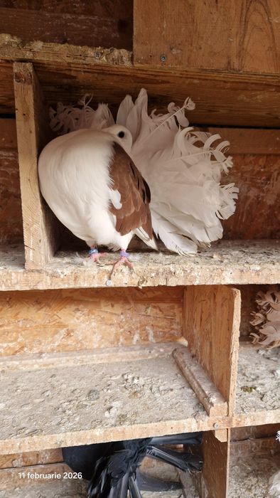 Vind porumbei pavasi.