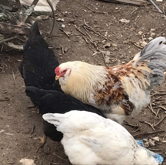Разплодни яйца от Амераукани