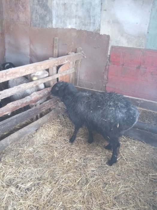 Продам кошкара возраст 10 месяцов