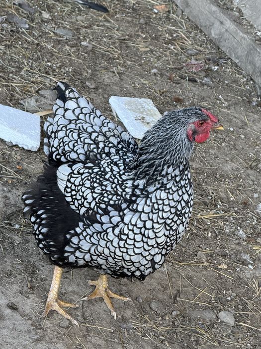 Oua pentru incubat disponibile