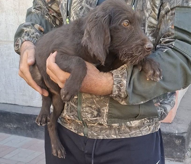 Продам Дратхаар кобеля