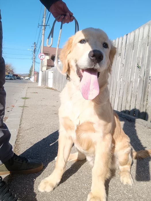 Dresaj canin in Prahova