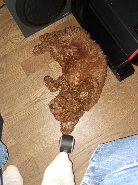 Poodle mini, pudel min, caniche mini red