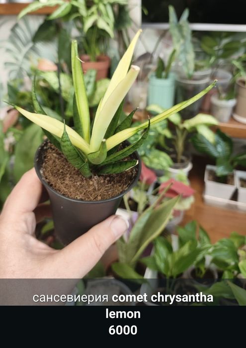 Растения для дома и офиса