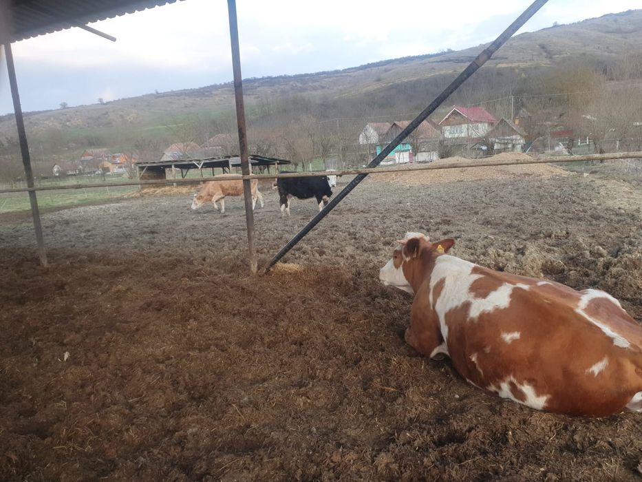 Vând vaci și juninci de-a făta