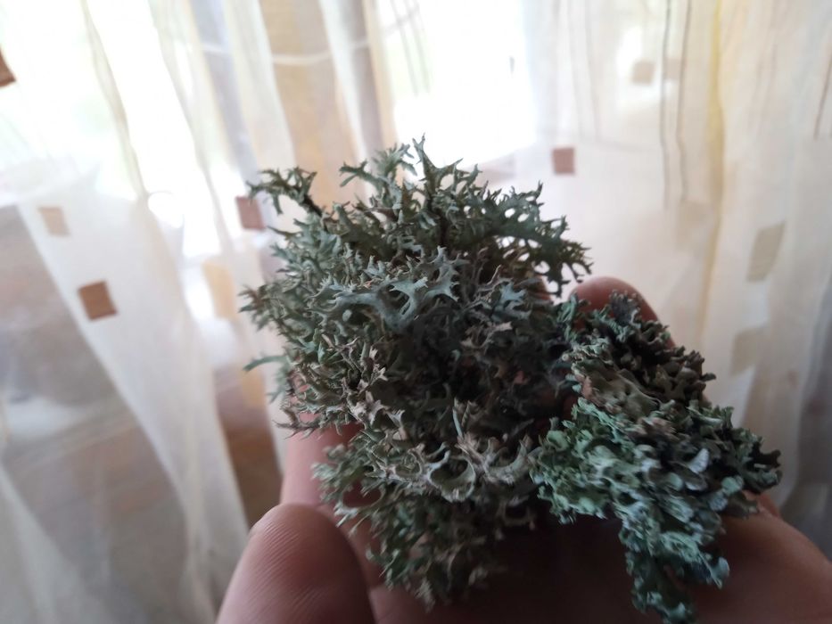 Lichen de prun Evernia prunastri/Lichen de piatra/Lichenul renilor