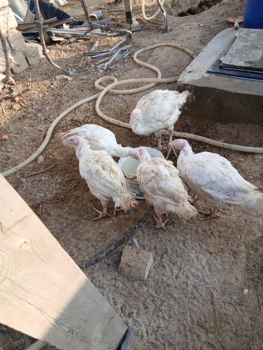 Индюки от 10тыс