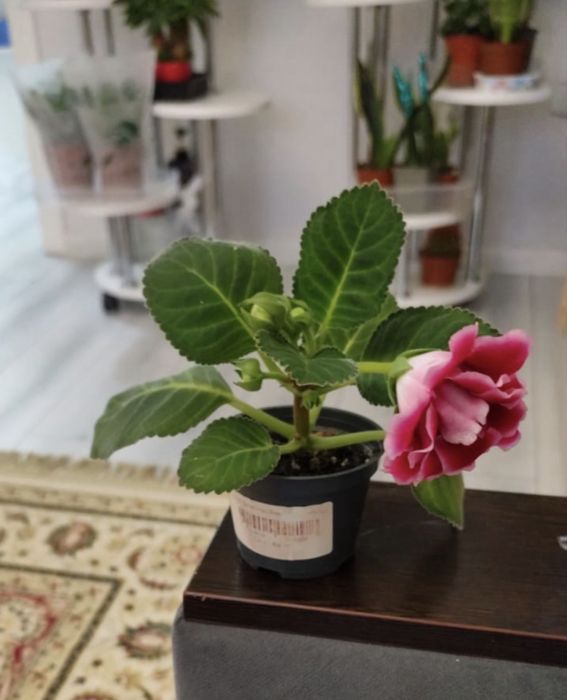 Продам комнатные растения, цветы