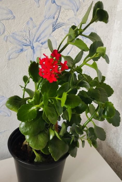 Комнатные цветы.