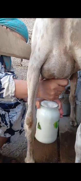 Таза Нуби сауынды ешкі сатылады