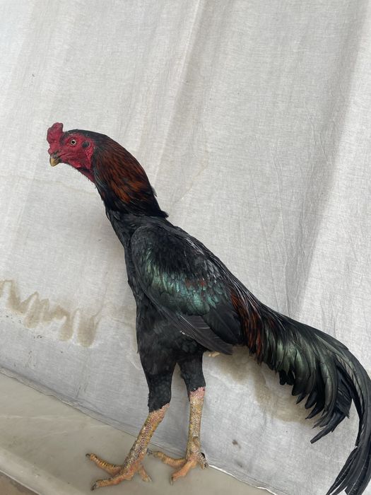 Manbo zot tulak pixchi yul kaltaki zur oʻyini ham bor