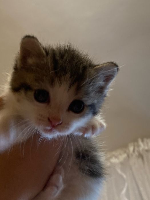Котенок 2 месяца