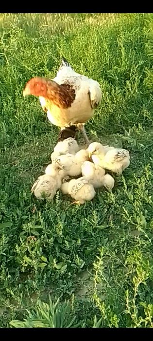 Dakan tovuq joʻjala sotiladi