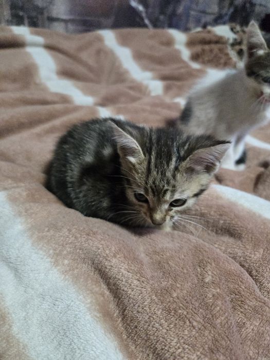 Отдадим кошечку.