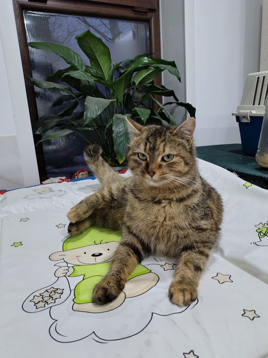 Отдам в добрые хорошие руки кошечку