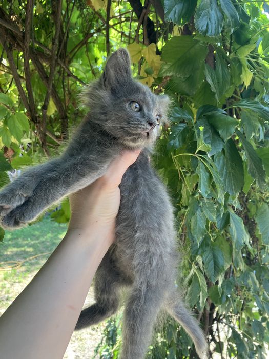 Котик ищет дом. Срочно. Серый