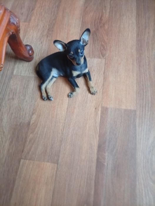 Продам щеночков русского той-терьера