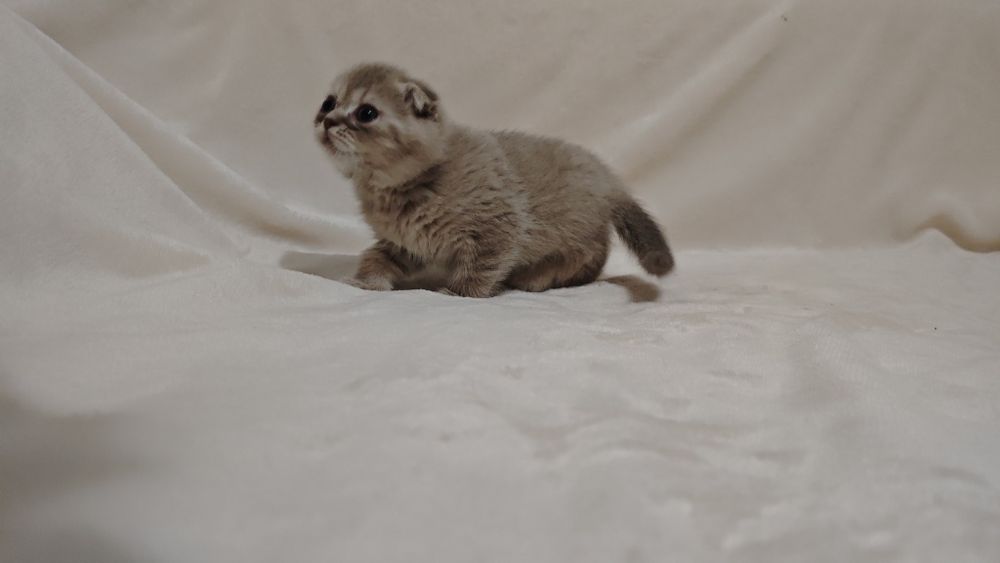 Продам шотландских котят