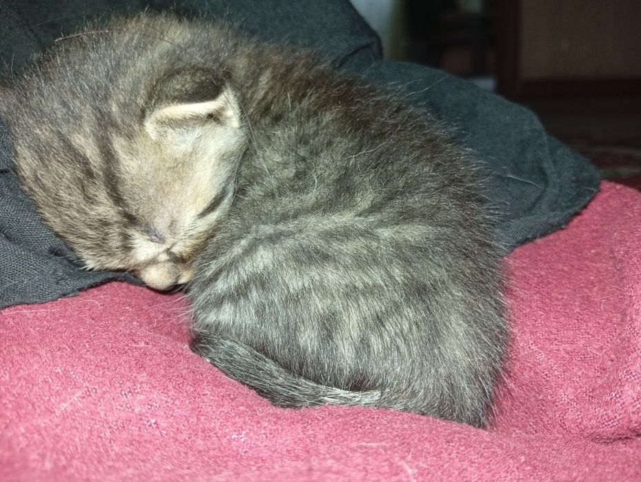 Котенок маленький