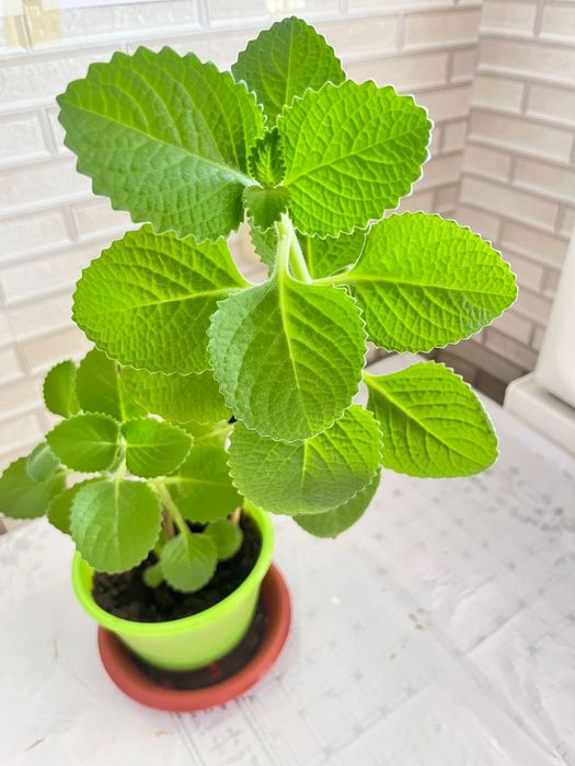 Продам комнатные растения