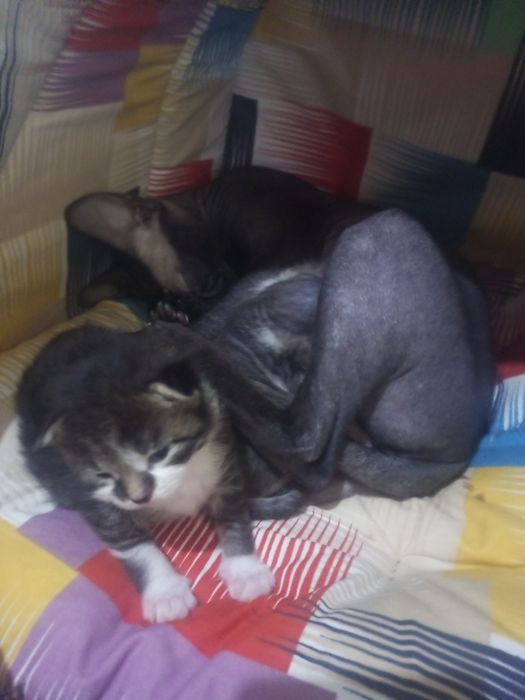 Продаю донского сфинкса