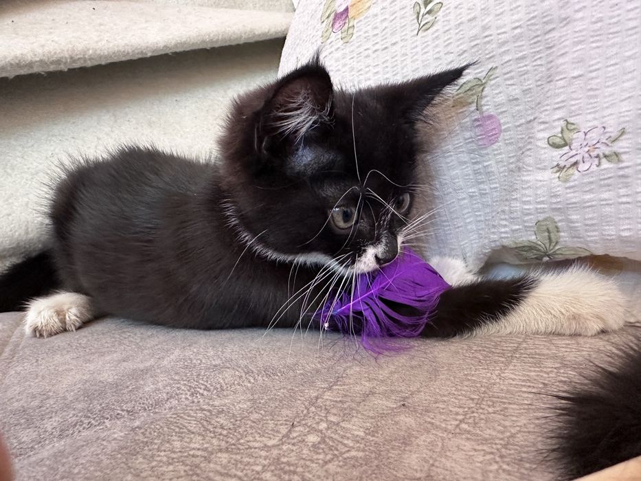Котенок маленький