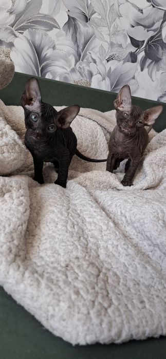 Малыши канадского сфинкса