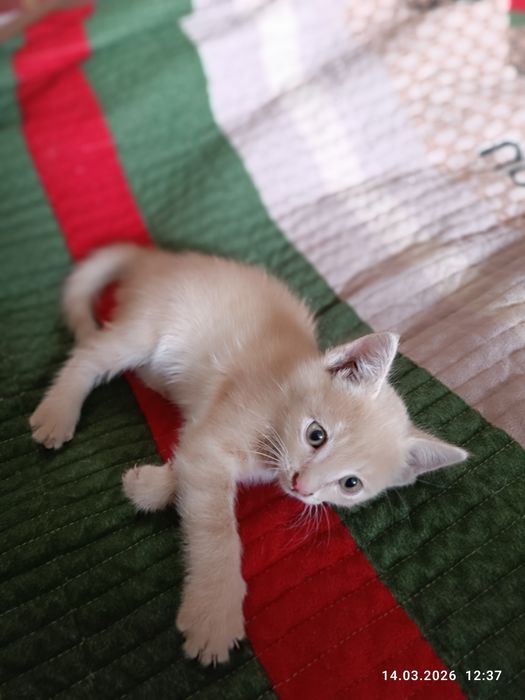 Котята ,продаем в хорошие руки