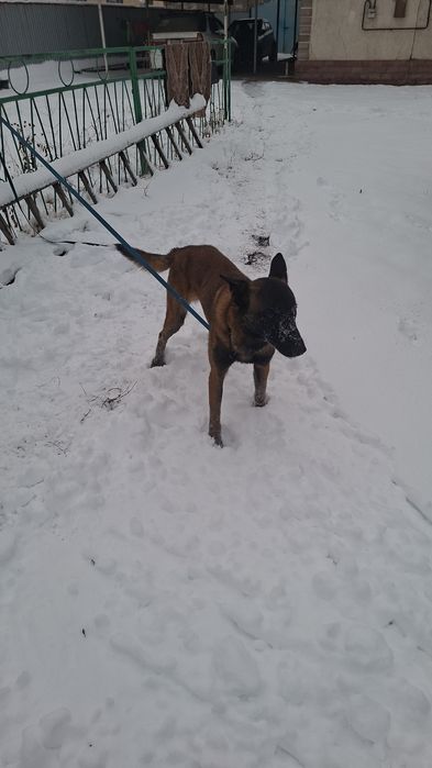 Белгийская овчарка малинуа