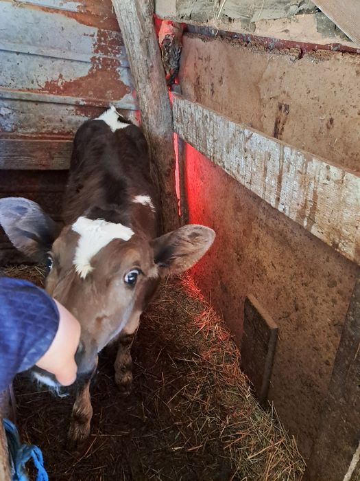 Vand vitea varsta o luna rasa holstein