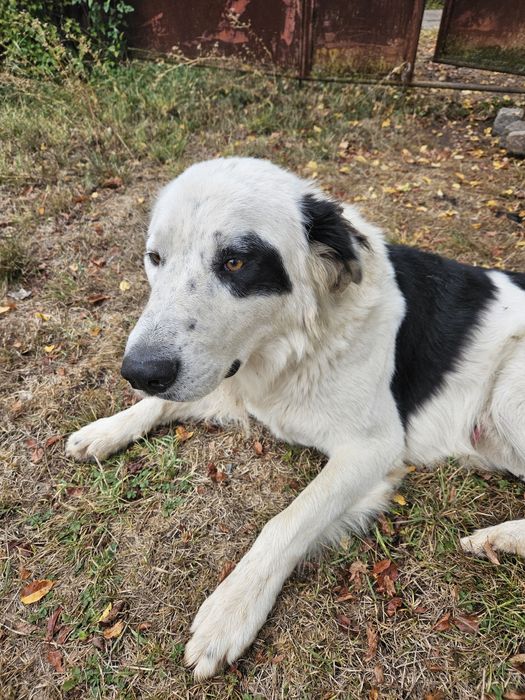 Бруно търси своя дом!