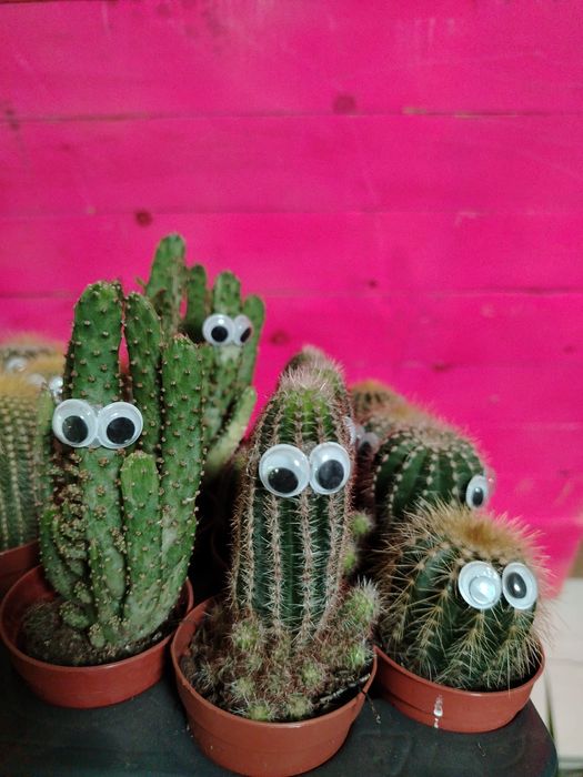 Кактусы новое поступление