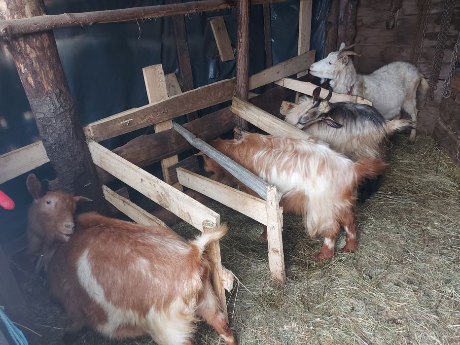 Vând 4 capre cu tap