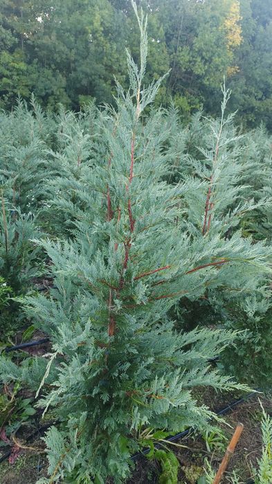 Chiparos leylandii 60-80 cm/ gard viu vesnic verde/ tuia/ plante ornamentale