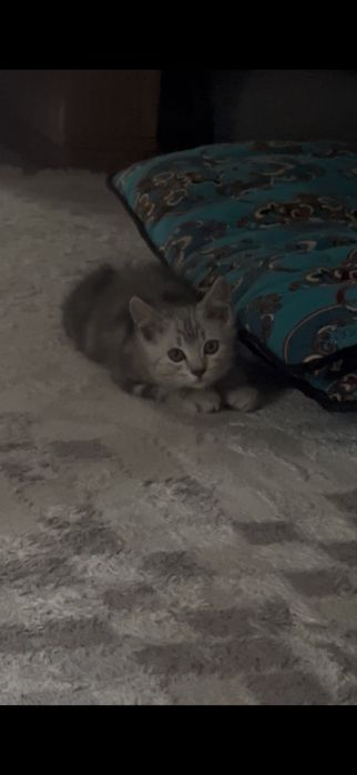 котенок шотландский прямоухий