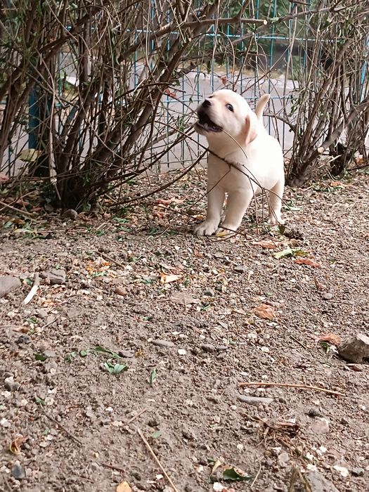 щенки Лабрадор ретривер