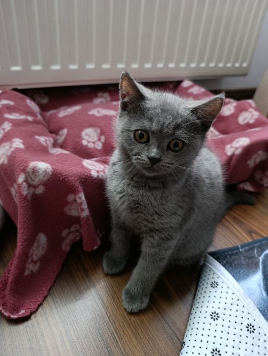 Pisicuțe british