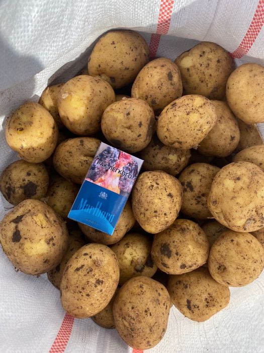 Продажа картофеля сорта Гала и Коломбо