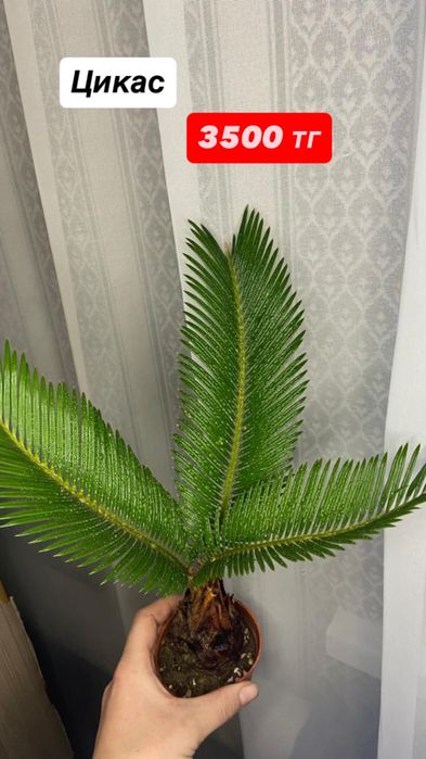 Цикас.