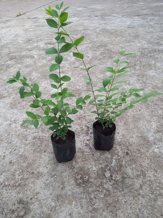 Лигуструм в контейнер