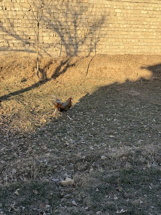 Хурозлар Сотилади Соглом