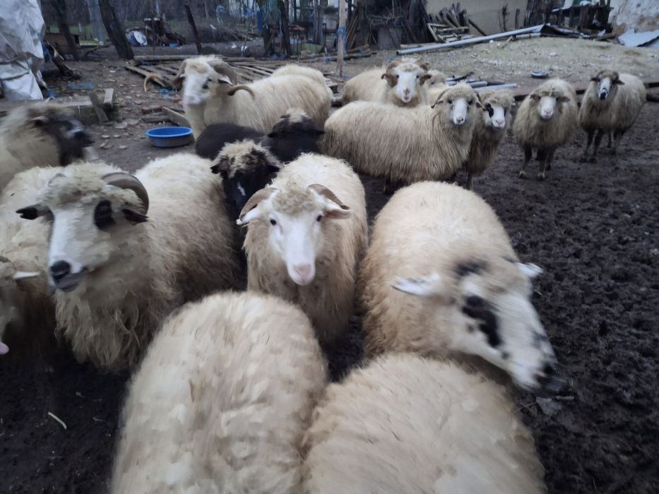 Vând 30 de oi mari grase bune Unele cu miei