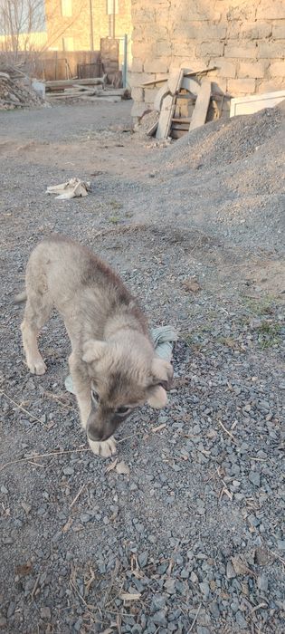 Продается собака