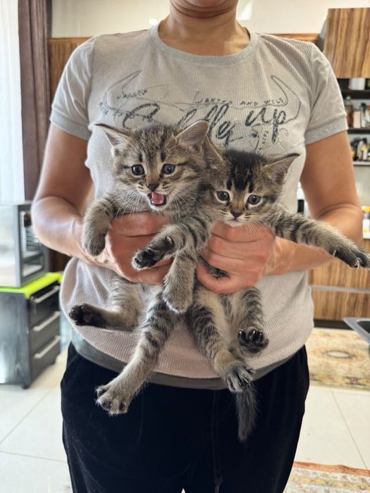 Отдам котят, родились в сентябре.